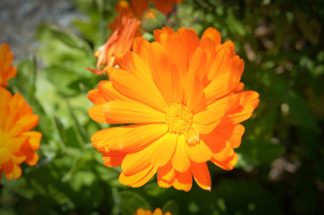 Beautiful Marigold Flower in a Garden; Orange Pedals; Summer
