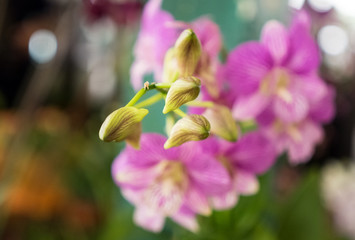 orchid flower buds in close up