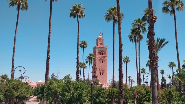 Pan view of Koutoubia mosque behind palm trees . travel destination . Marrakech, Morocco