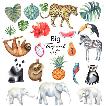 Set with leopard, zebra,elephant, panda,lemur,  sloth, parrot, toucan and tropical leaves, papaya, watermelon pineapple, hibiskus. Isolated elements. Hand painted in watercolor.