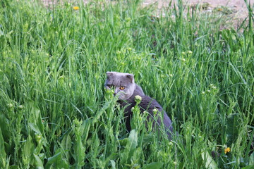 cat in grass
