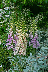 Close up of flower border with flowering Cornus and Digitalis © Garden Guru