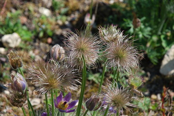 Flowesr in the Hortus garden