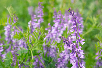 Blossoming Galega officinalis, Goat rue. Wildflowers background. Medicinal herb farming product
