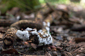 Slightly blurred nature background : Mushrooms in the Amazonian jungles, South America