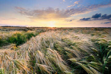 beautiful sunset over wheat field in summer