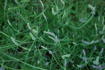 Beautiful Lavender Flower