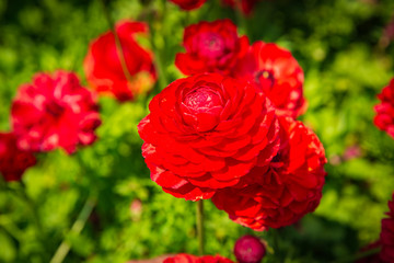 Single red asian buttercup