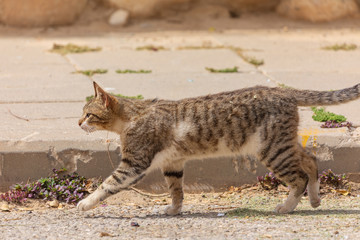 Gray with a white belly cat walking on street