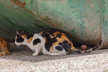 One tricolor female homeless cat in shadow