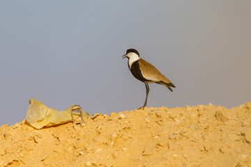 Spur-winged lapwing at morning