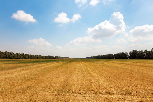 Mown wheat field