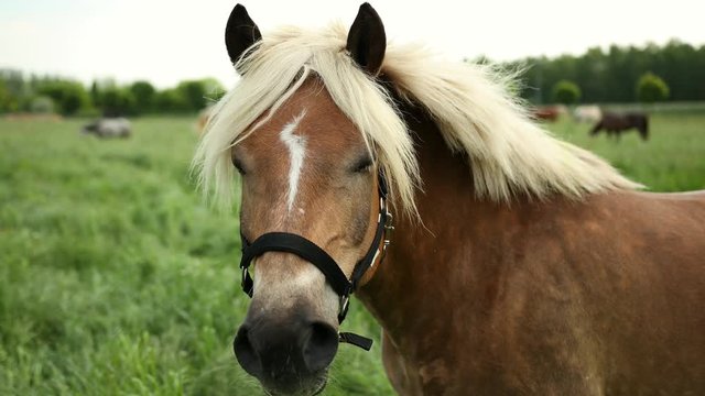 Portrait of beautiful well-groomed, brown horse, with a bridle and a sign of lightning at the forehead, a light mane of a sports stallion. The animal first looks into the camera, and then to the side