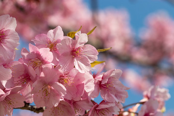 旧中川の河津桜　東京都江戸川区平井