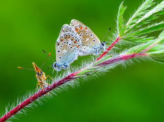 Fototapeta na wymiar Closeup beautiful butterflies sitting on flower.
