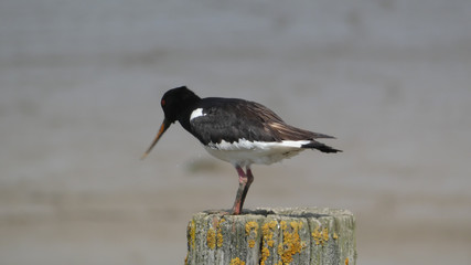 Oyster Catcher on a river bank nesting and enjoying the day 4