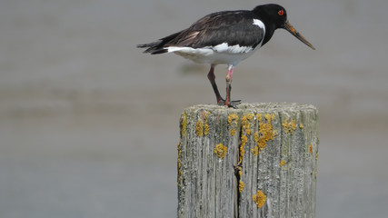 Oyster Catcher on a river bank nesting and enjoying the day 4