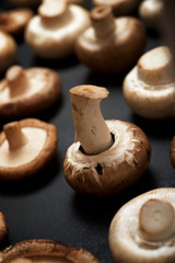 Mushrooms close up
