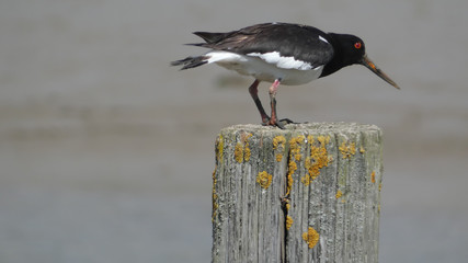 Oyster Catcher on a river bank nesting and enjoying the day 5