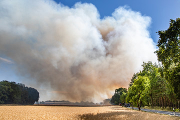 Obraz premium Rauchwolke bei Waldbrand