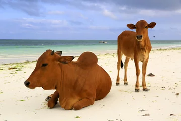 Rolgordijnen Nungwi Strand, Tanzania koeien op oceaanstrand in Zanzibar