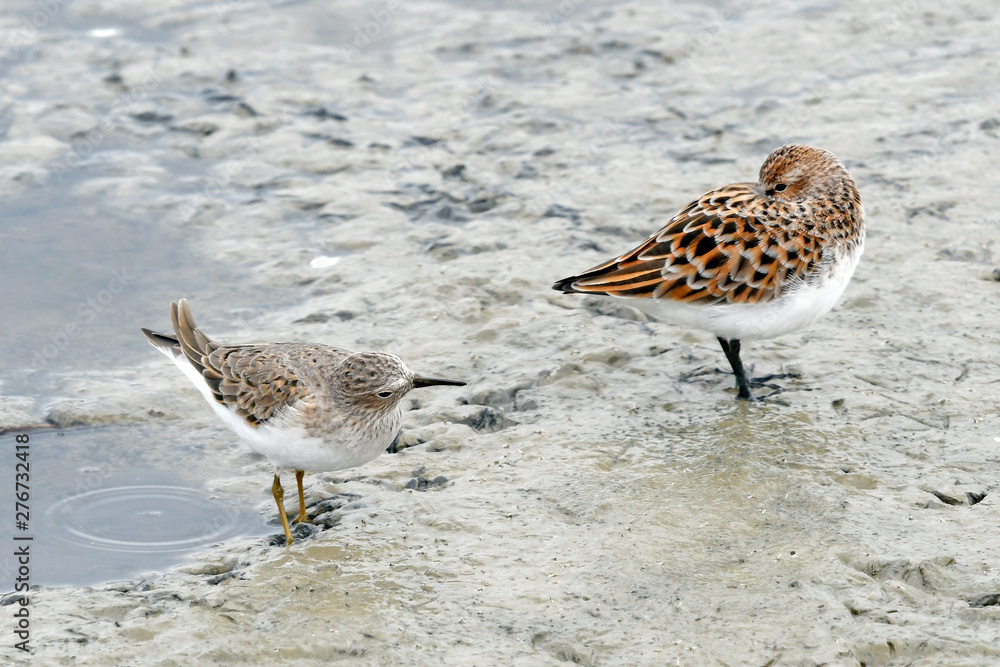 Wall mural links: Temminckstrandläufer (Calidris temminckii) - rechts: Zwergstrandläufer (Calidris minuta)