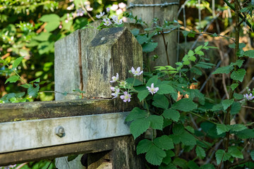 Old Gates and Posts © Justin Owen