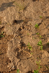 Bear tracks in the sand.