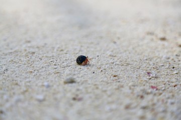 little cancer hermit on sand