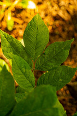 leaves