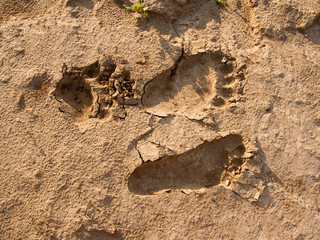Bear tracks in the sand.
