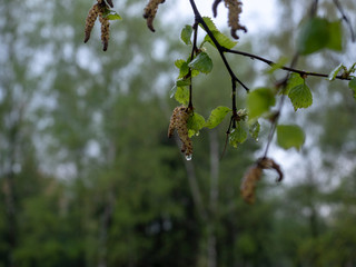 twig with leaves and water drops
