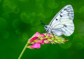 Closeup   beautiful butterfly sitting on flower.