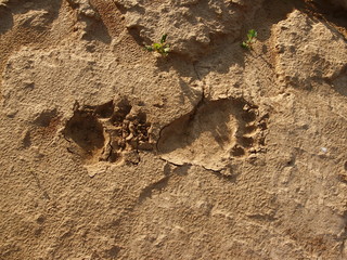 Bear tracks in the sand.