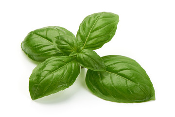 Fresh basil leaves, close-up, isolated on white background