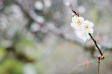 Plum garden at angkhang Station in Chiangmai ,Thailand.