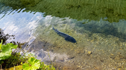 sturgeon fish