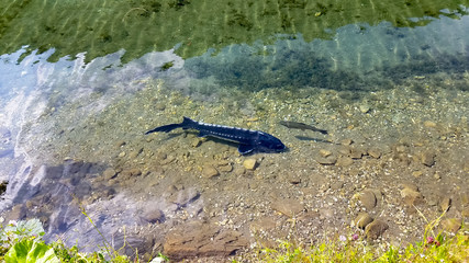 sturgeon fish