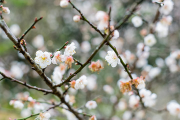 Plum garden at angkhang Station in Chiangmai ,Thailand.