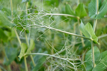 Wrapping tendrils in peas in nature.