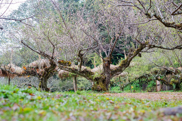 Plum garden at angkhang Station in Chiangmai ,Thailand.