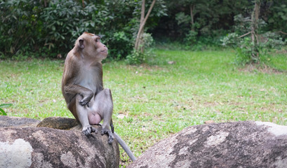 Young monkey sitting on rock in nature background