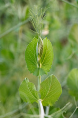 Fototapeta na wymiar Fresh green leaves in peas in nature.