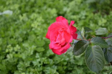 Obraz premium red rose in the garden