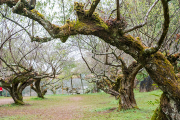 Plum garden at angkhang Station in Chiangmai ,Thailand.