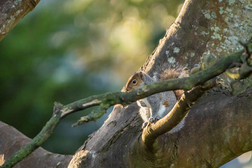A Grey Squirrel Sitting in a Big Tree in the Sunshine