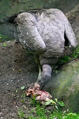 Vultur gryphus - Andean condor eating carrion in an outdoor aviary.