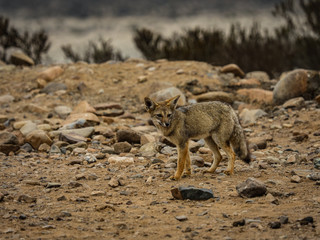 Chile wild desert fox