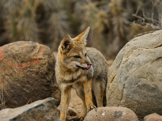 Chile wild desert fox