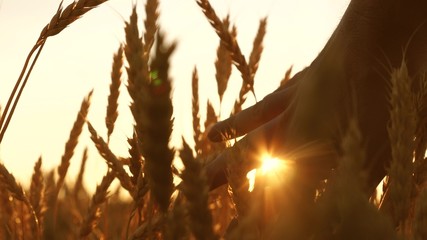 farmers hand touches the ear of wheat at sunset. The agriculturist inspects a field of ripe wheat. farmer on wheat field at sunset. agriculture concept. agricultural business.